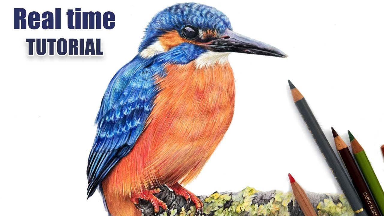 Drawing the Kingfisher's wing! Colored pencil tutorial