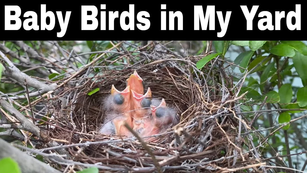 Baby Birds Found in My Yard