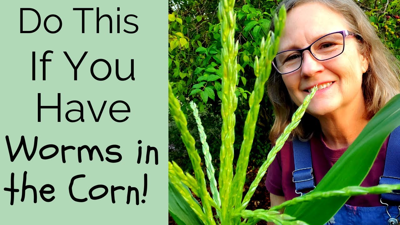 I Learned This Method to Keep Worms From Destroying My Corn