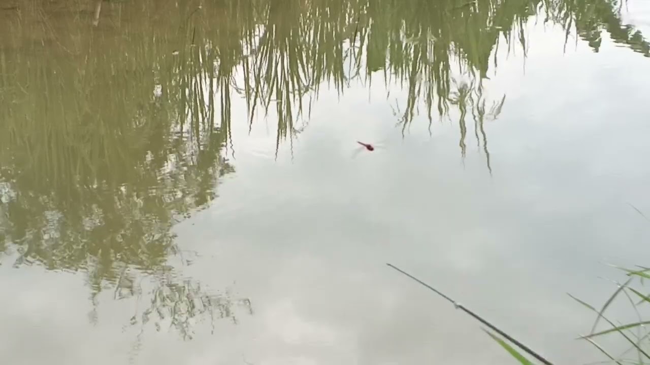 Mancing di selokan persawahan 