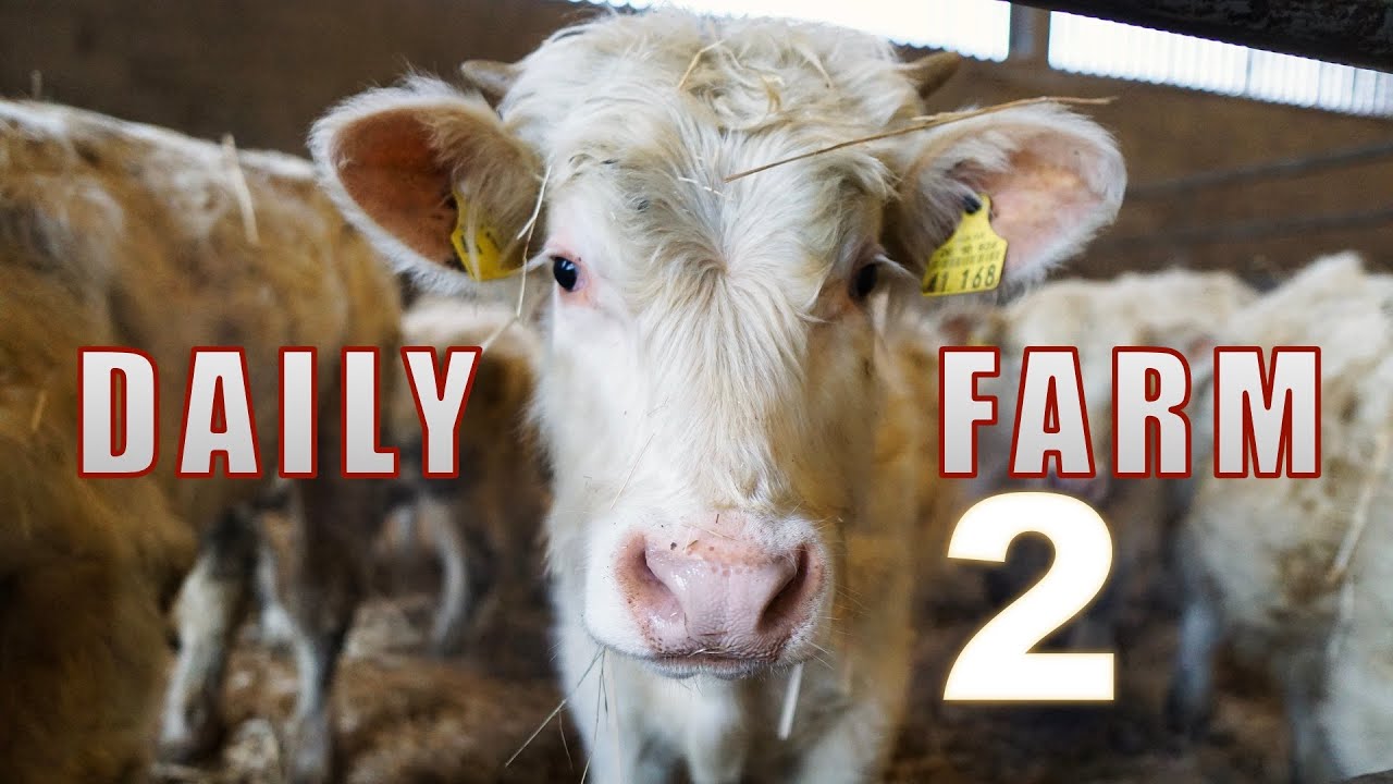 DAILY FARM #2 | Untersuchung im Stall & letzte Fahrt mit Kramer 620 #Landwirtschaft