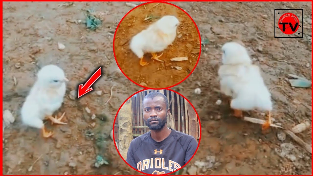 KUKU MWENYE MIGUU MI NNE  - HII NI MAAJABU, MWENYE KUKU AFUNGUKA JINSI ILIVYO ZALIWA ...