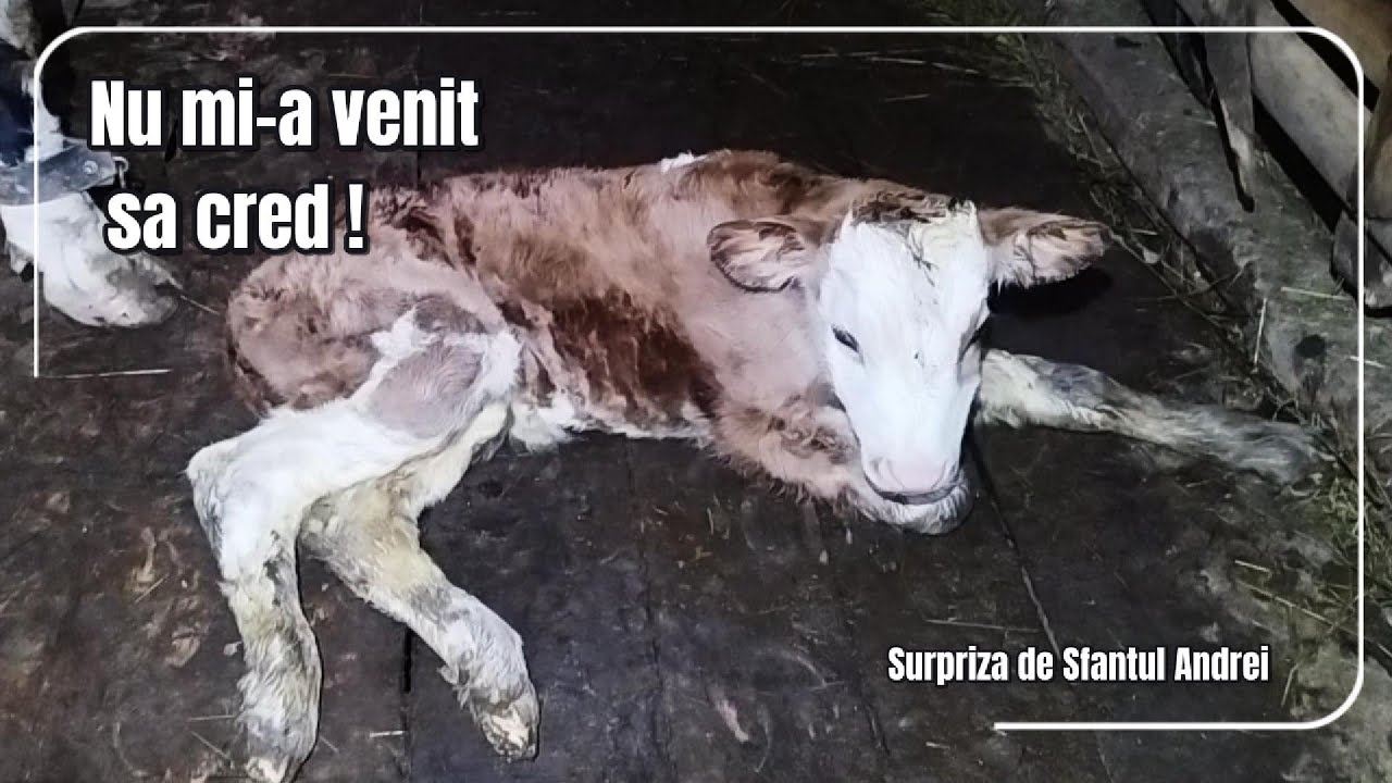 Nu mi-a venit să cred: Joita a nascut chiar de Sfântul Andrei!