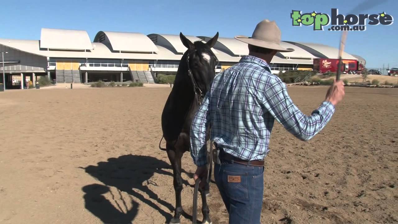 Australian Stock Horse - Introducing your horse to the stockwhip