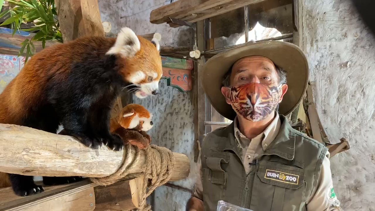 Almorzando con los pandas rojos