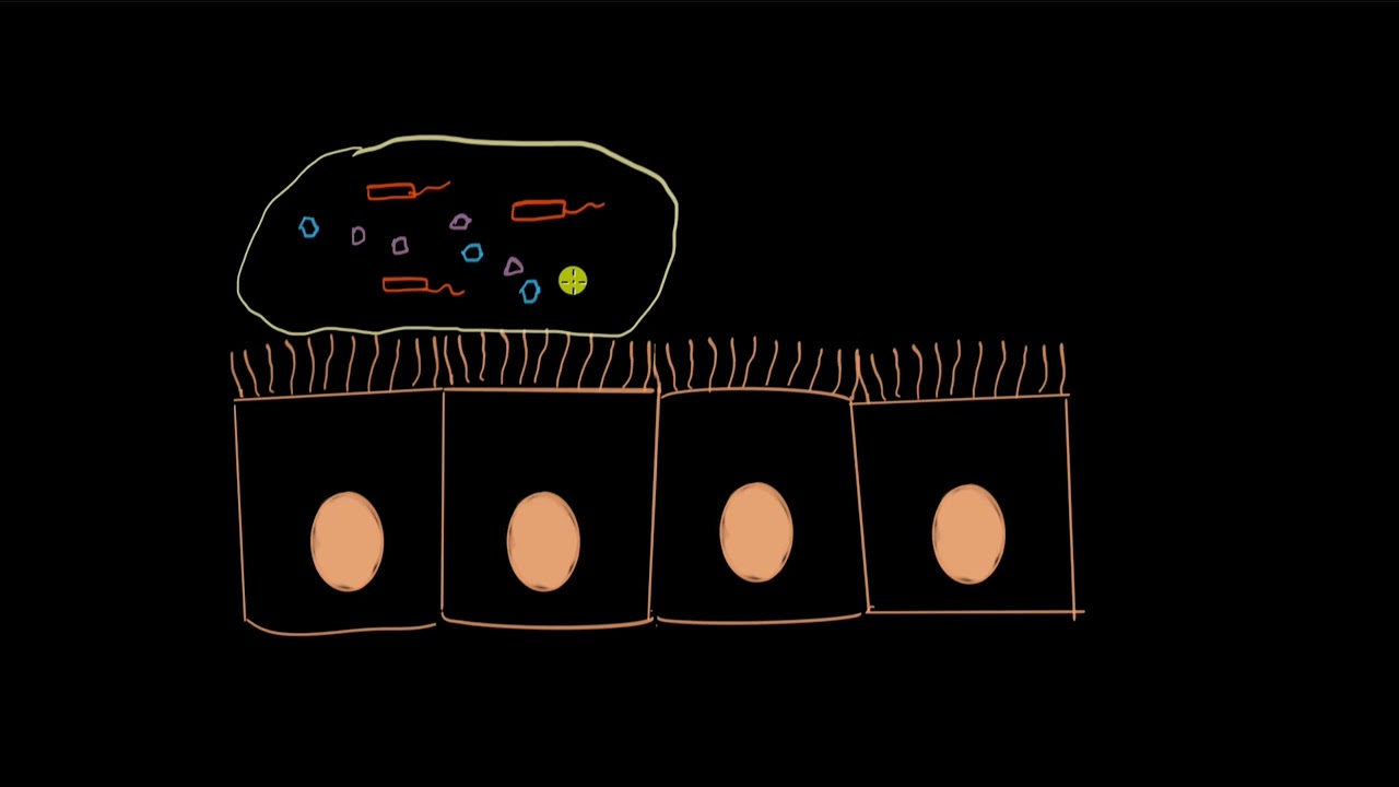 Ciliated epithelium | Structural organization in animals | Biology | Khan Academy