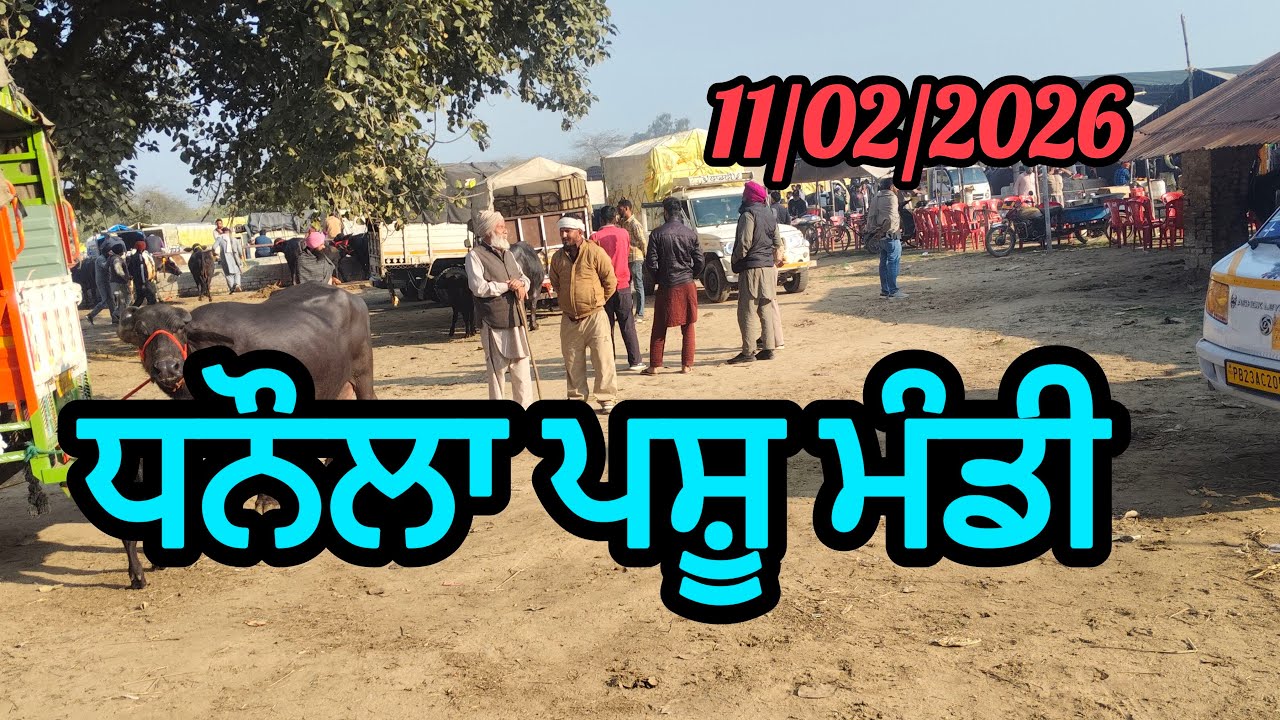 ਧਨੌਲਾ ਪਸ਼ੂ ਮੰਡੀ@PB 19 MANN FARM is live!