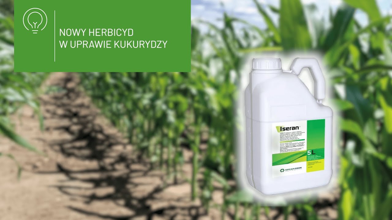 Nowy herbicyd w uprawie kukurydzy – poznaj skuteczne rozwiązanie na chwasty! 🌽🧪