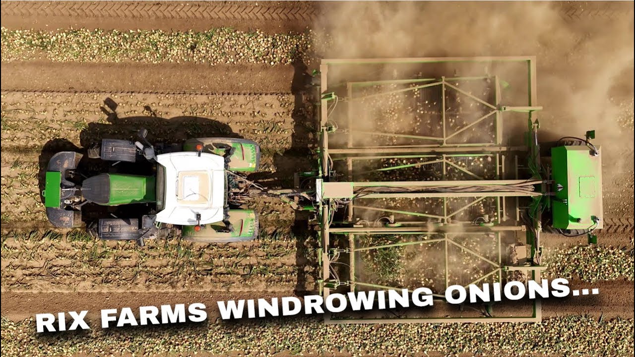 4Kᵁᴴᴰ Harvest 2025: Rix Farms topping & windrowing onions + Fendt & Jones Engineering kit, Suffolk