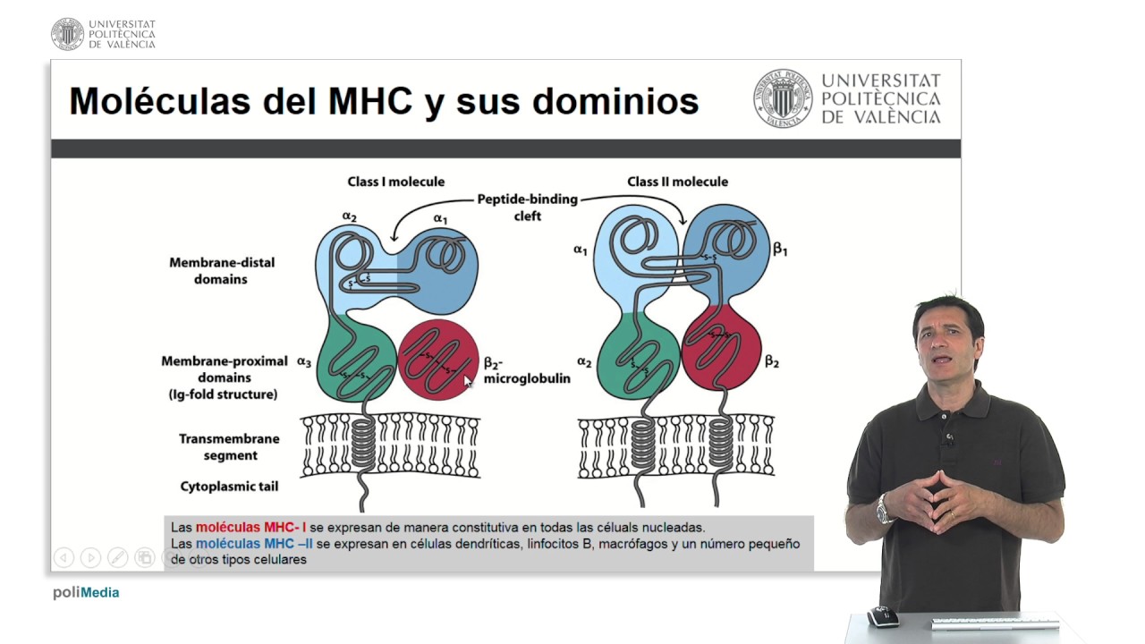 El complejo principal de histocompatibilidad | 11/25 | UPV