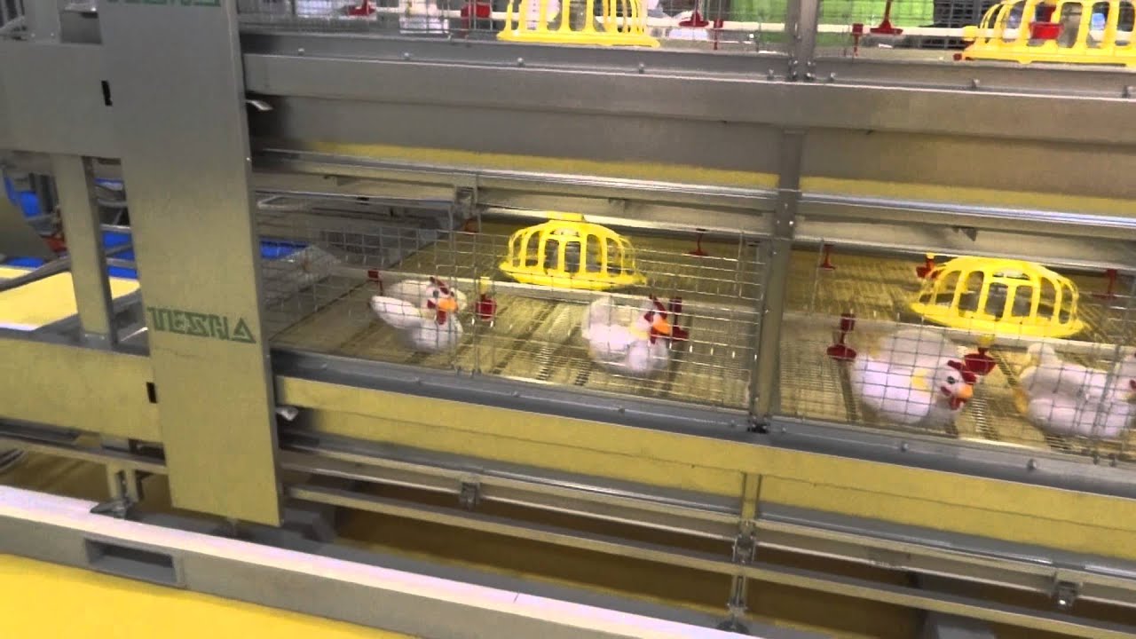 Texha Offers Cage for Commercial Broilers with Automatic Move out managed by Robot