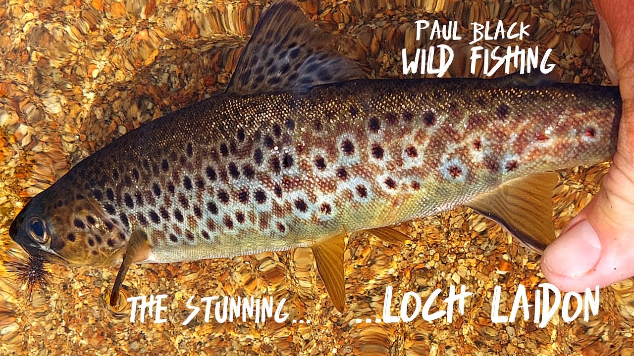 Fly Fishing Loch Laidon in the Scottish Highlands