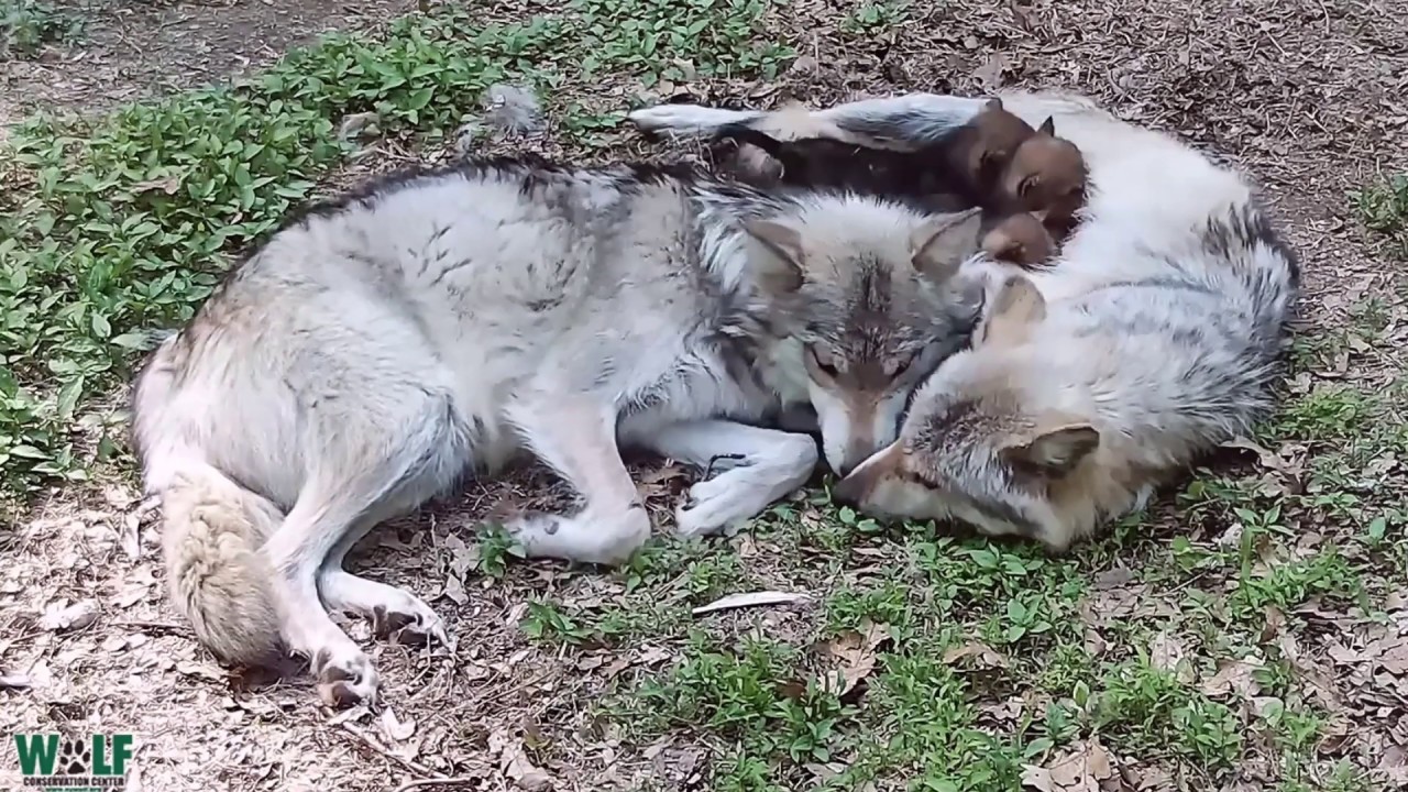 Yearling Competes with Wolf Pups for Mom's Attention