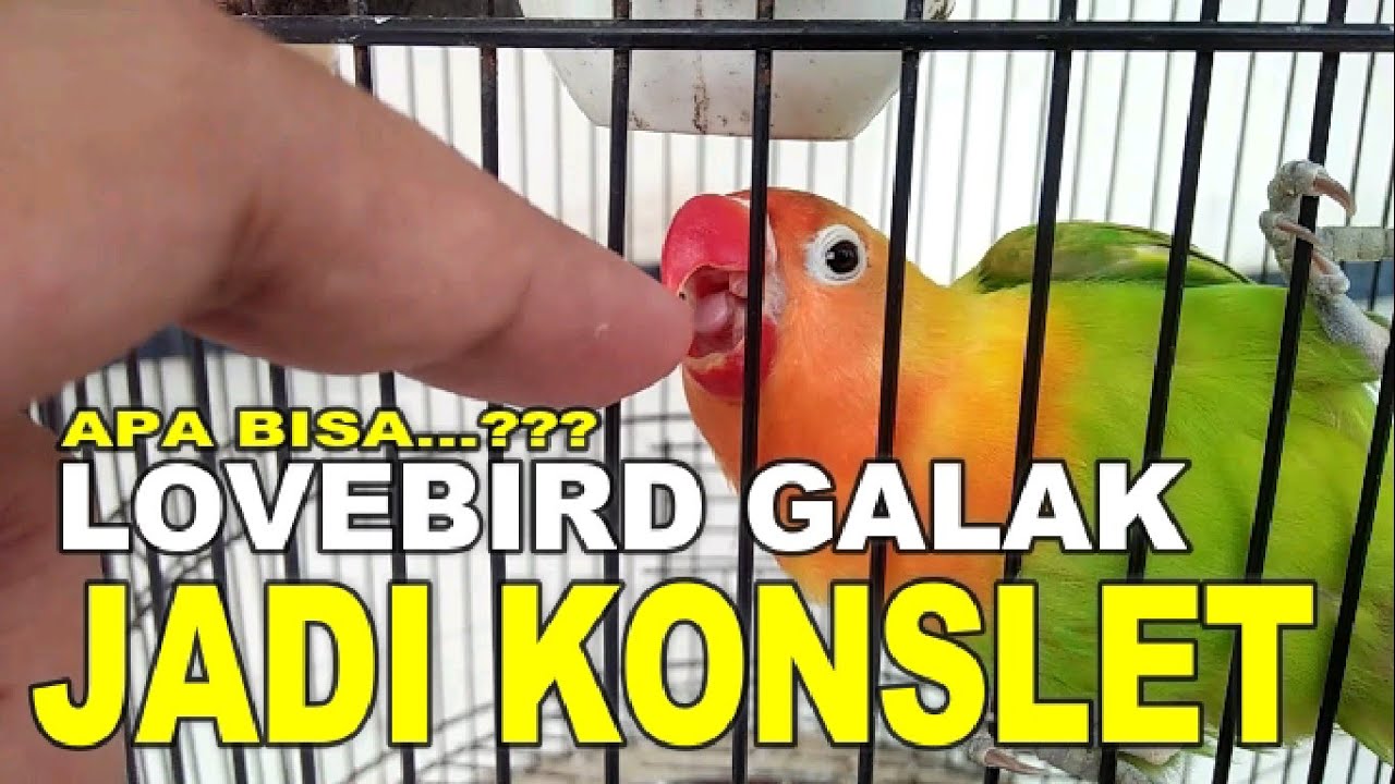 TIPS LOVEBIRD GALAK JADI KONSLET