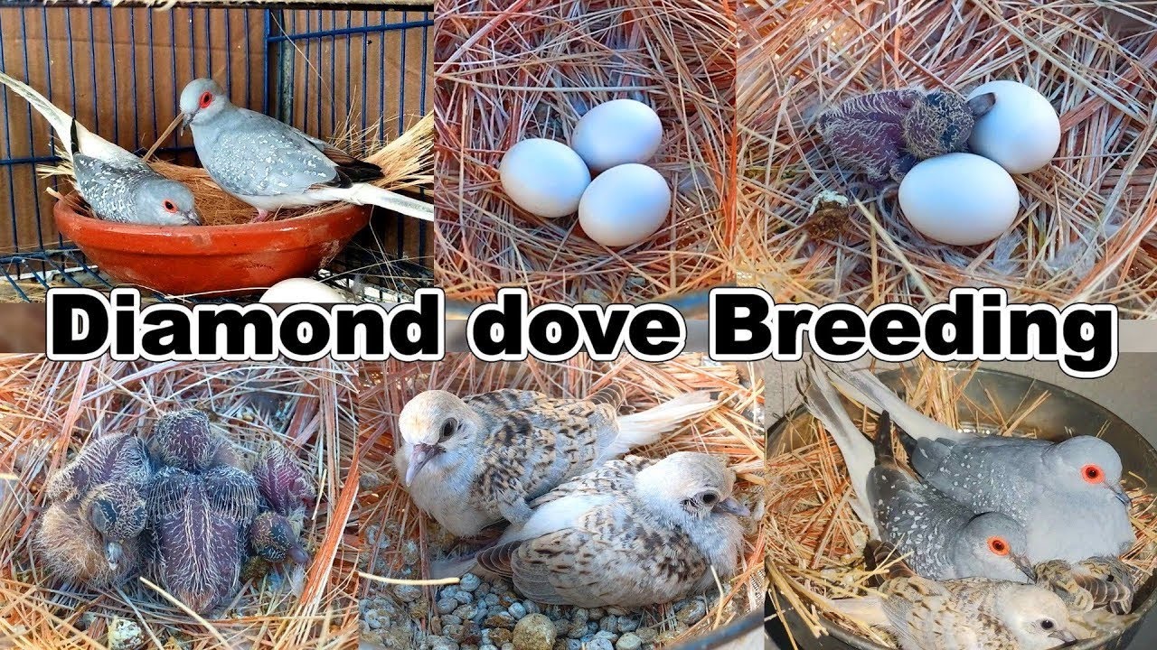 diamond dove breeding progress 2026 | Dove breeding performance 