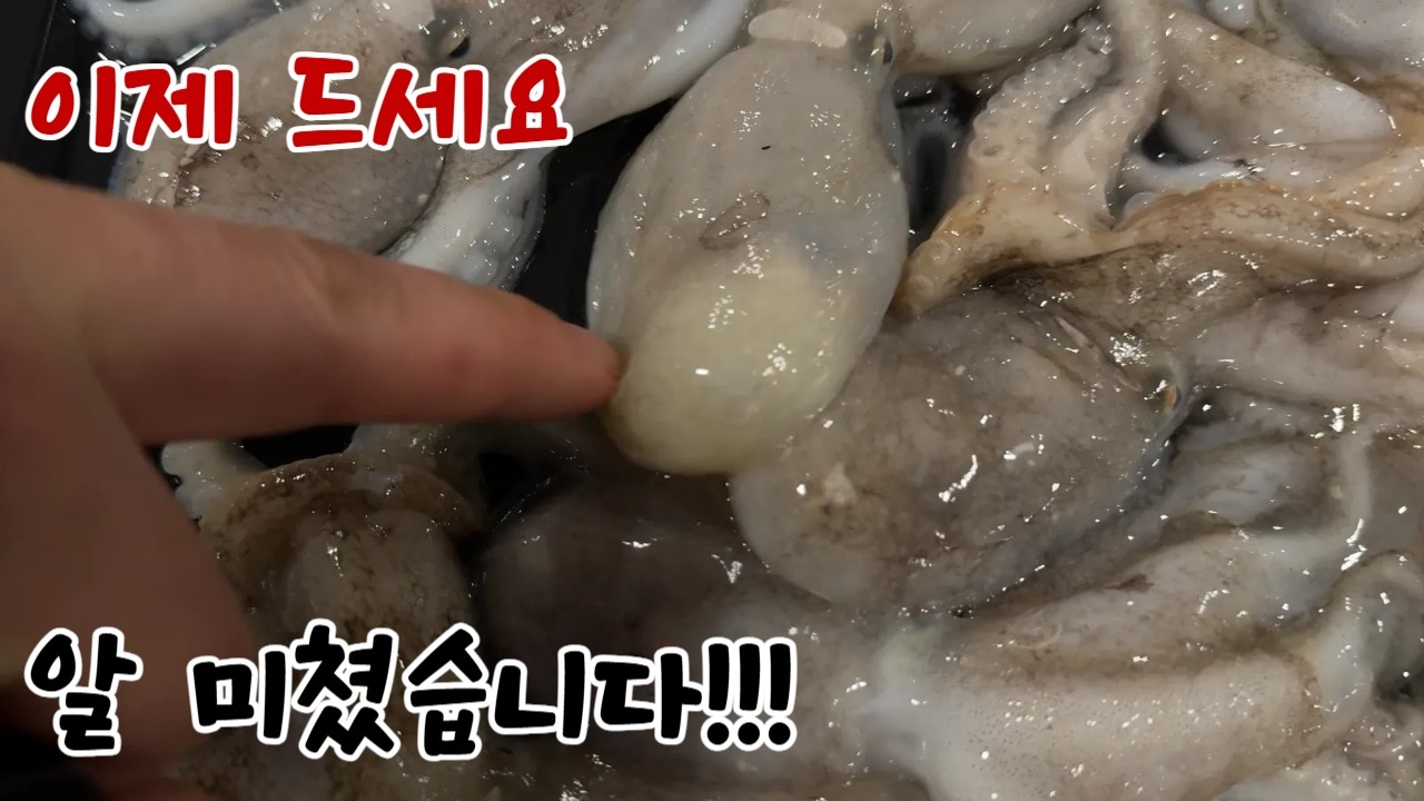 이제 드세요!! 알 꽉 찬 주꾸미!!!  가격까지 미쳤습니다!! 3월2째주 노량진수산시장 리뷰!!!