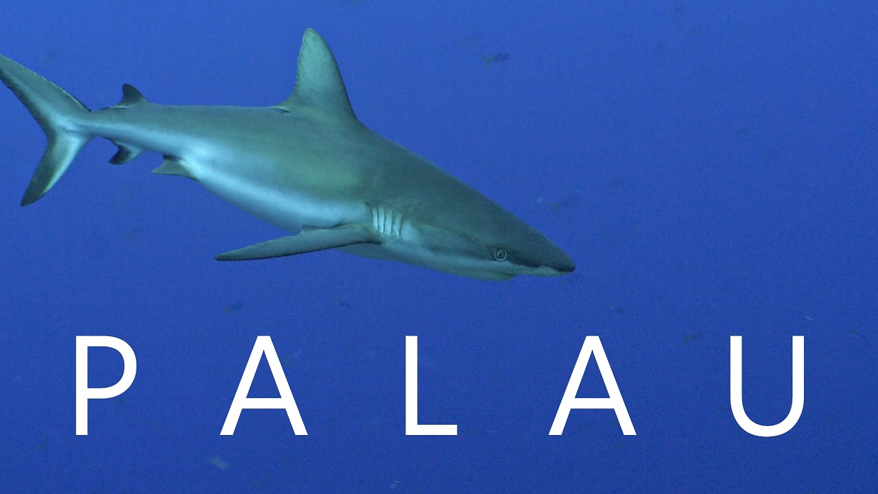Scuba Diving PALAU 2026 - sharks, wrecks, manta rays and many moorish idols!