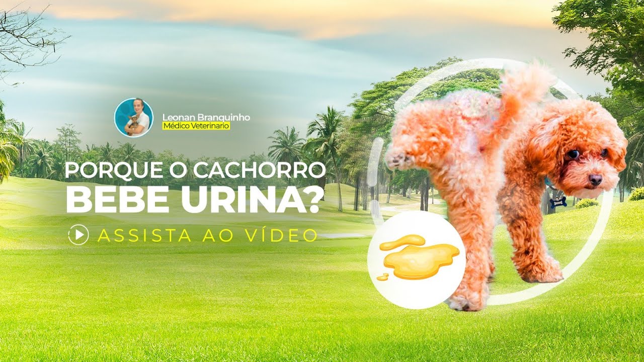 Porque o cachorro bebe urina?