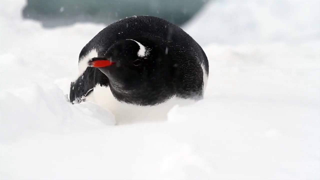 Zabawne pingwiny (Funny penguins)