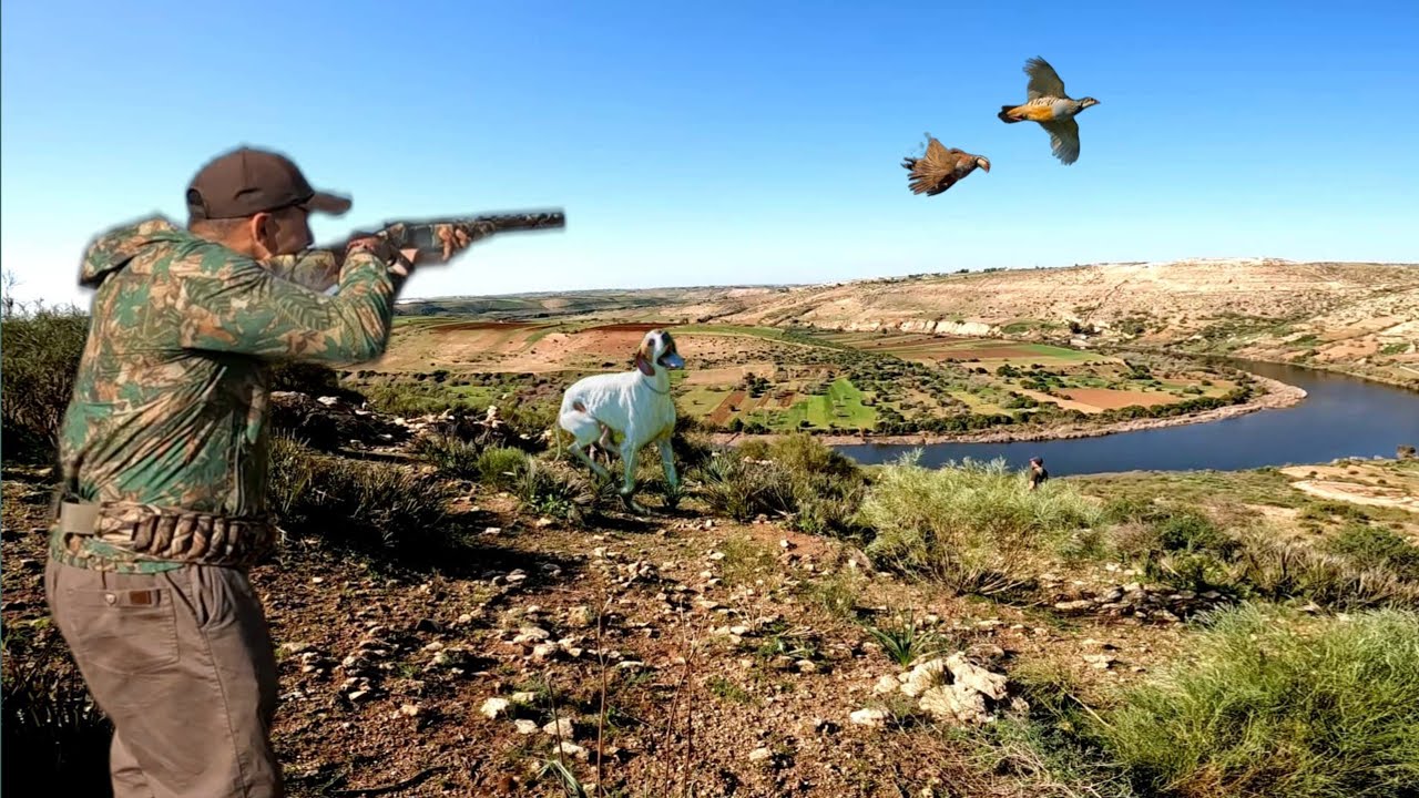 Chasse Perdrix au maroc - Partridge Hunting - قنص الحجل
