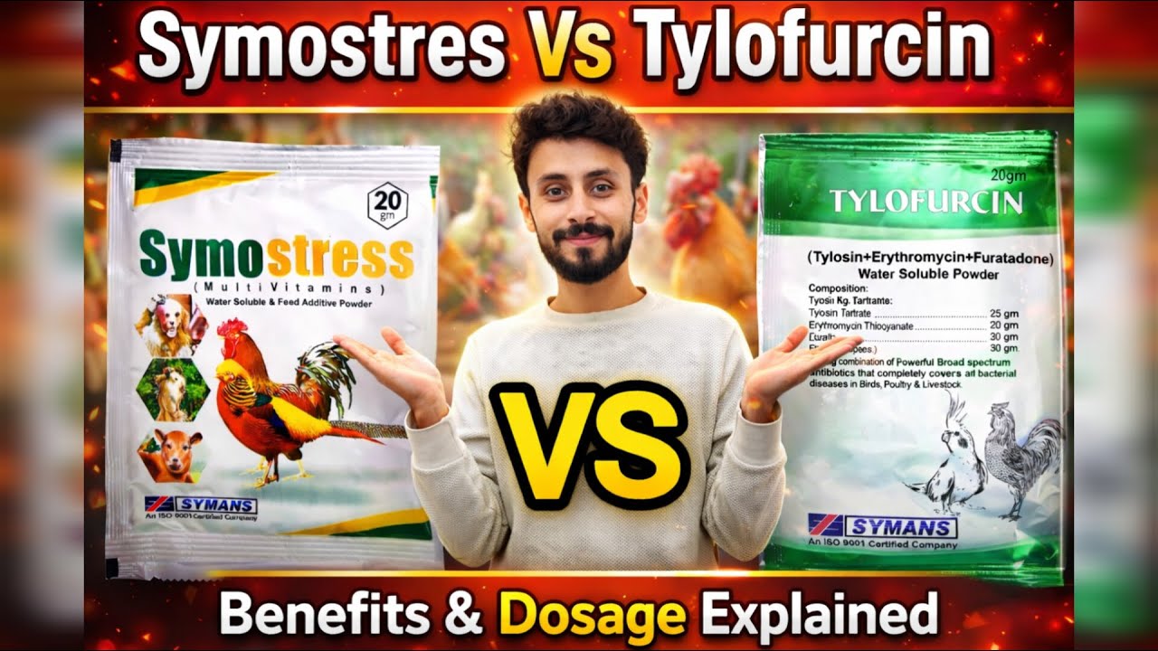 Tylofurcin and Symostress Uses in Poultry | Dosage for Chicks & Hens | Complete Guide
