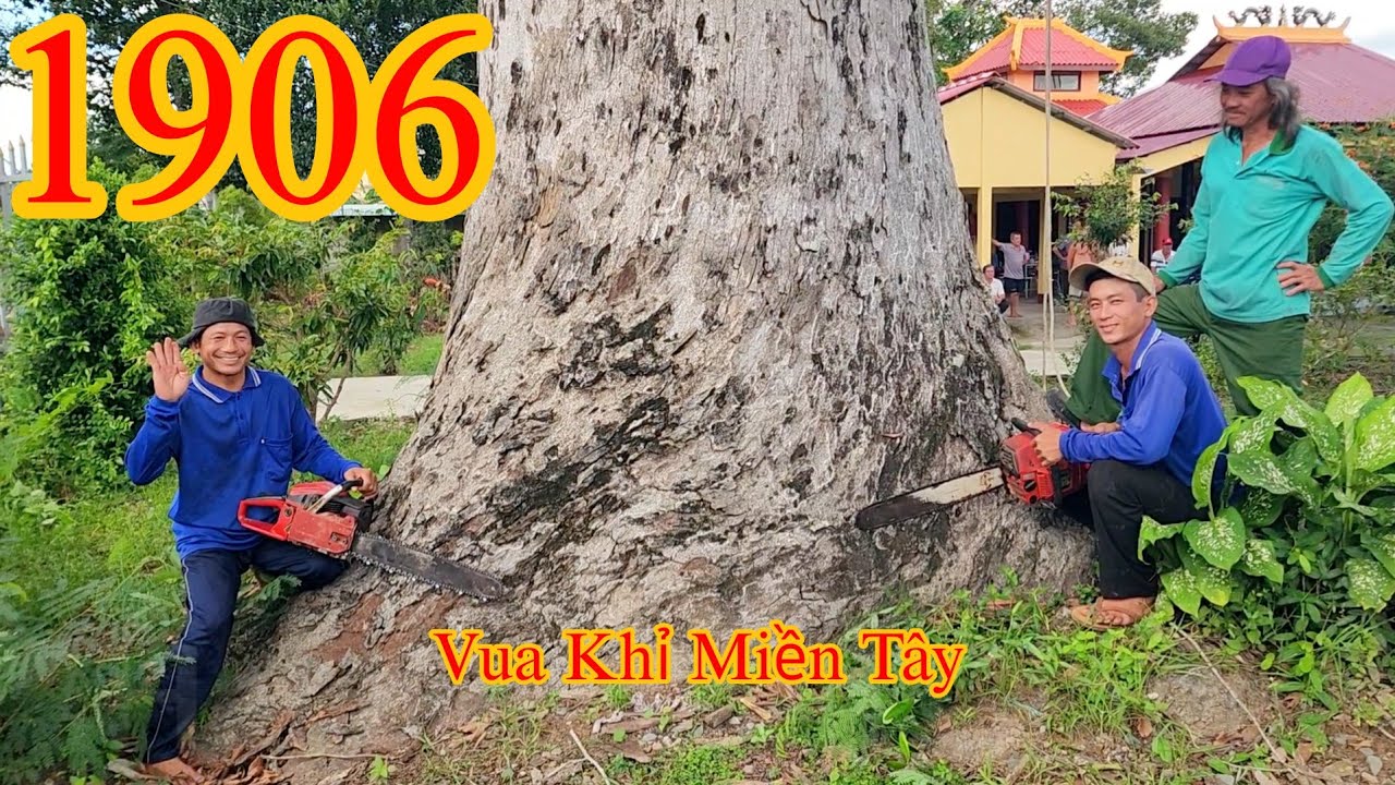 Có thật là nhóm Vua Khỉ sẽ cưa hạ gốc cây Dầu gần 300 năm tuổi ở Đình Hội Yên - Bến Tre ? (1/3)