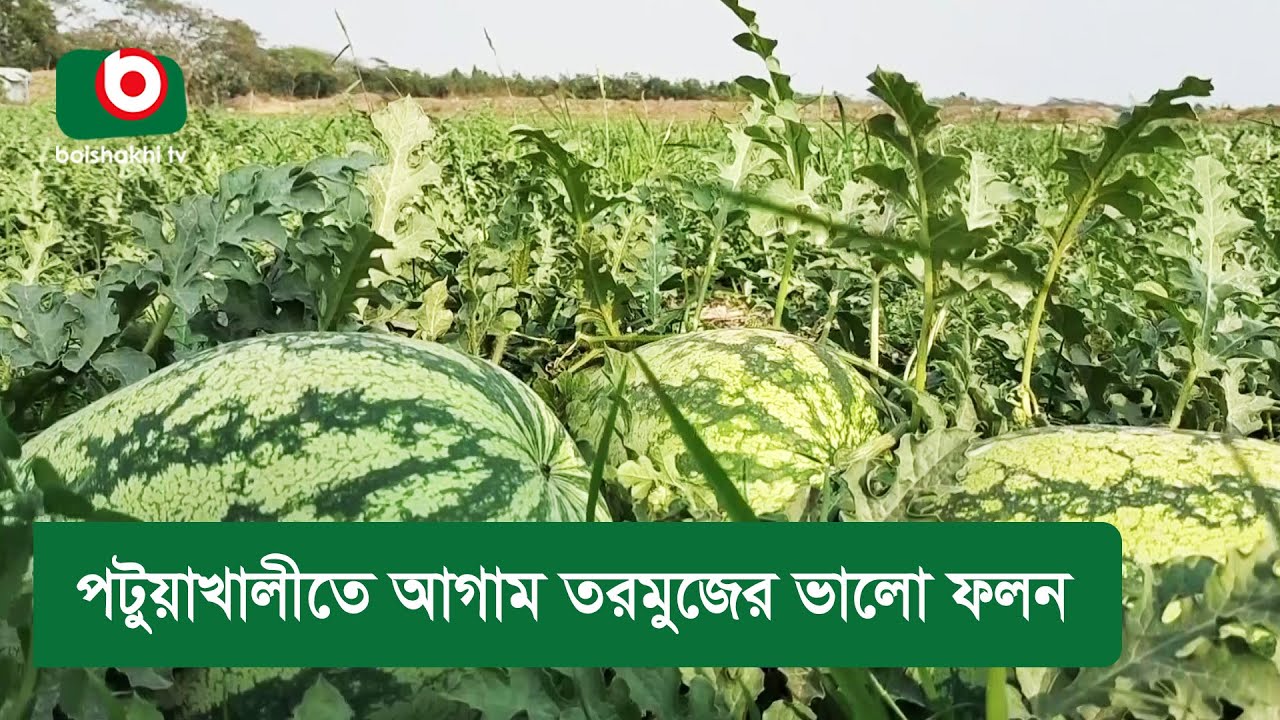 পটুয়াখালীতে আগাম তরমুজের ভালো ফলন