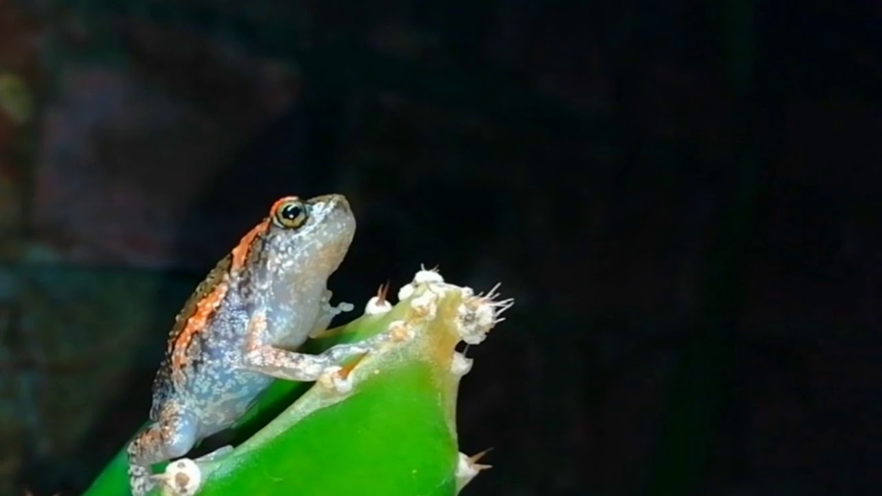 Sri Lankan Painted frog clip 2