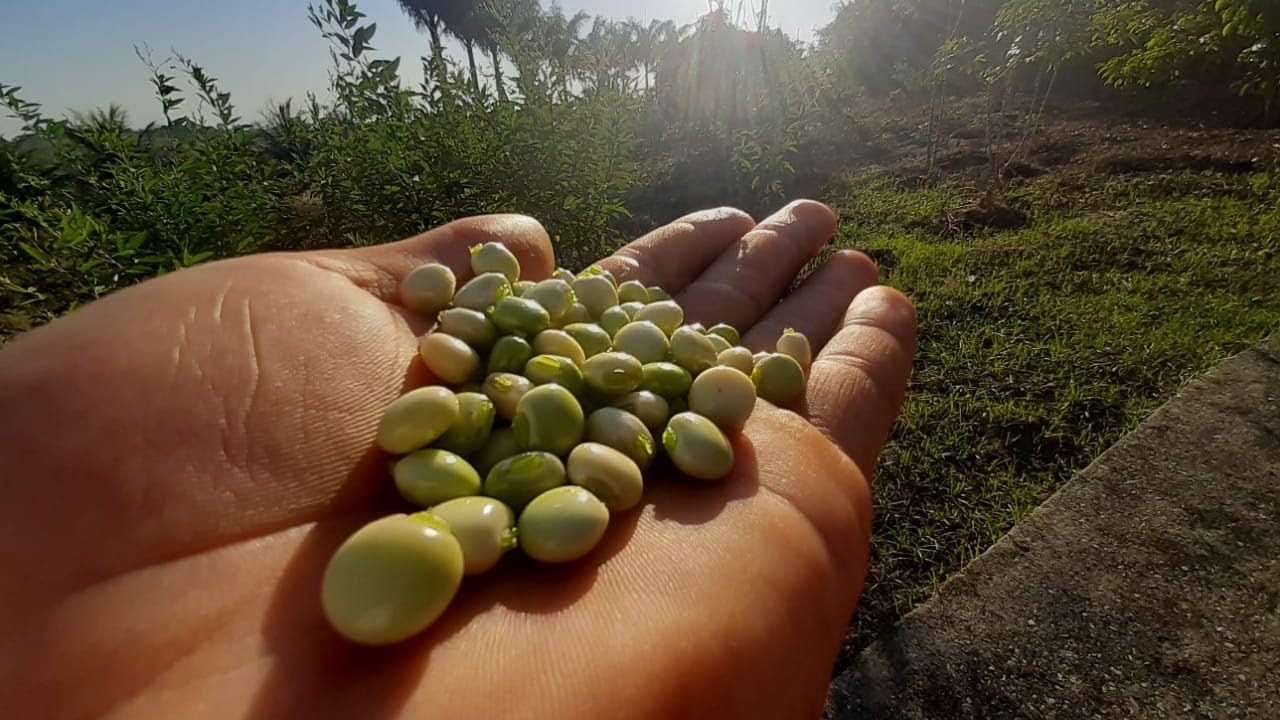 Minha Vida no Campo