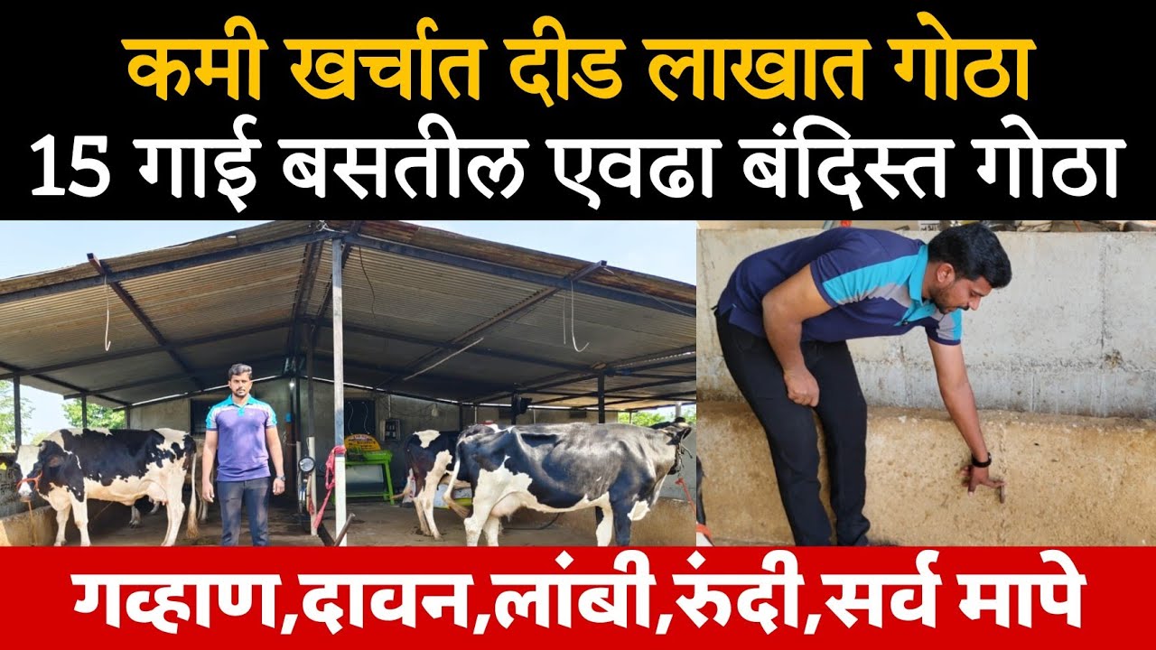 कमी खर्चात गोठा बांधणी,दीड लाखात केला 15 गाई बसतील एवढा गोठा,लांबी,रुंदी,गव्हाण सर्व मापे