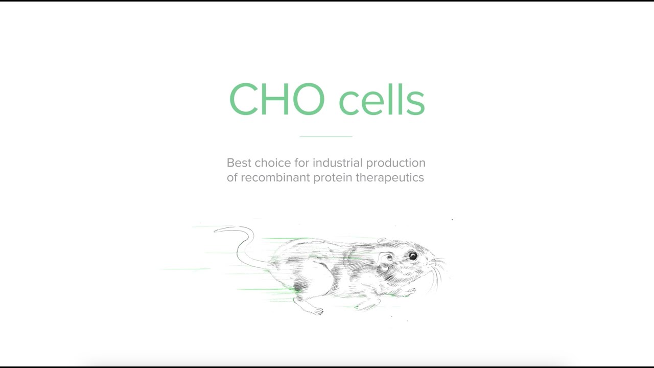 CHO cells - Chinese hamster ovary cells used in molecular biology and pharmaceutical biotechnology