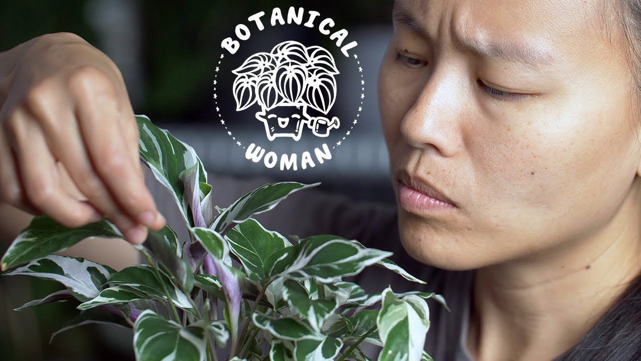 You CAN Save Your Calathea White Fusion