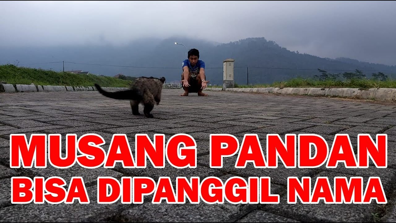 Musang Kalian Bisa Sebonding Ini⁉️