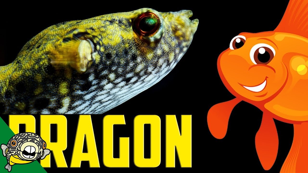 Dragon Puffer Species Profile. Tetraodon palembangensis