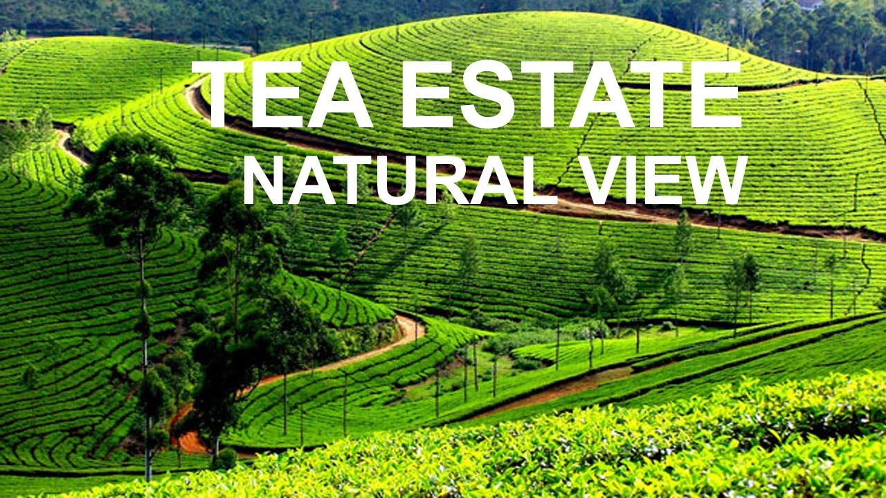 A Day in the Life of Tea estate I Tea estate natural view