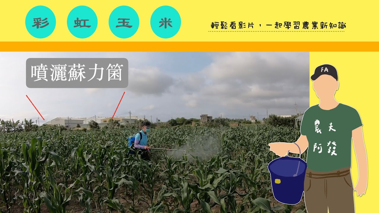 農夫阿發｜彩虹玉米種植EP.2｜噴灑蘇力箘～讓玉米健康長大