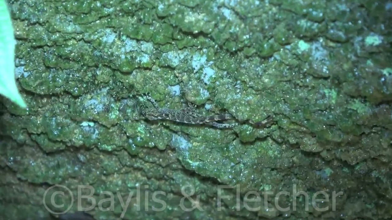 Penang Island Rock Gecko, Malaysia. 20220906_160157.uhd