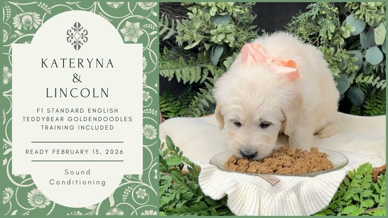 Kateryna’s F1 Standard English Teddy Bear Goldendoodles Ready 2/13/26 - Sound Conditioning 