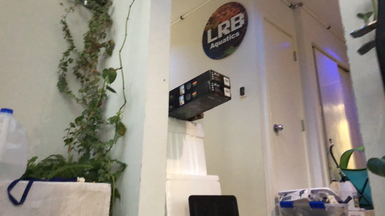 Unboxing What I Picked Up From the Aquatic Experience Weekend 2018 New Fish New Tank and More