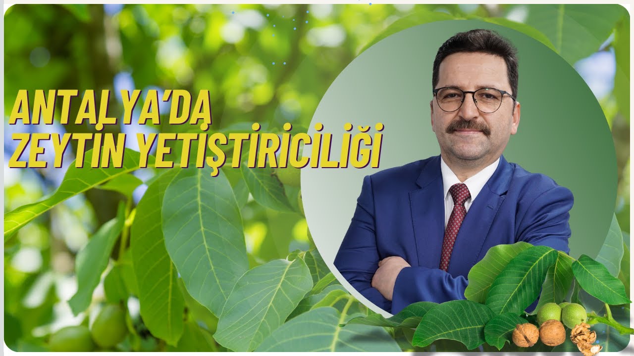ANTALYA'DA ZEYTİN YETİŞTİRİCİLİĞİ I TARIMDA BAŞARI