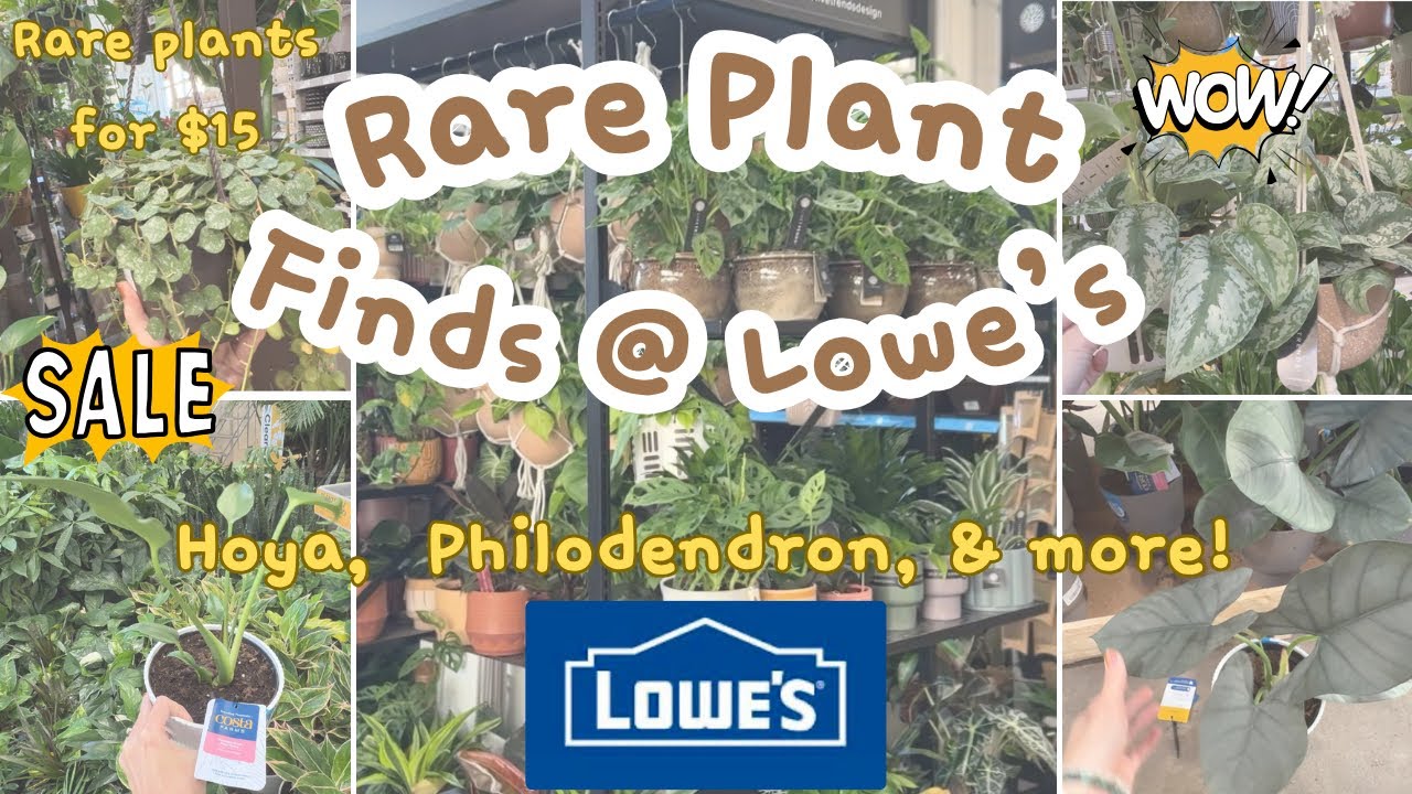 Rare plants for $15 🤩 | Hoya, Philodendrons & Pothos at Lowes + Finally found this rare monstera 🤯🪴