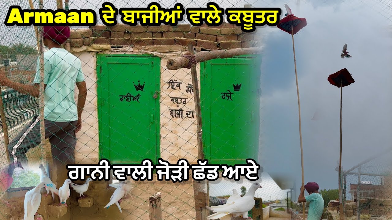 Armaan ਦੇ ਬਾਜੀਆਂ ਵਾਲੇ ਕਬੂਤਰ🕊️|| ਗਾਨੀ ਵਾਲੀ ਜੋੜੀ ਛੱਡ ਆਏ❤️|| #pigeon #kabootar