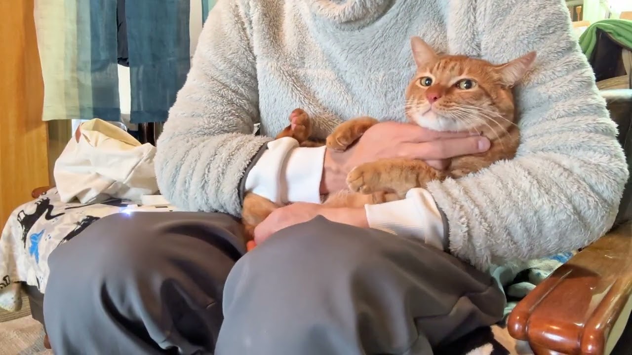 実家猫のチャイはお利口に爪切りをさせてくれました【26年1月8日その3】