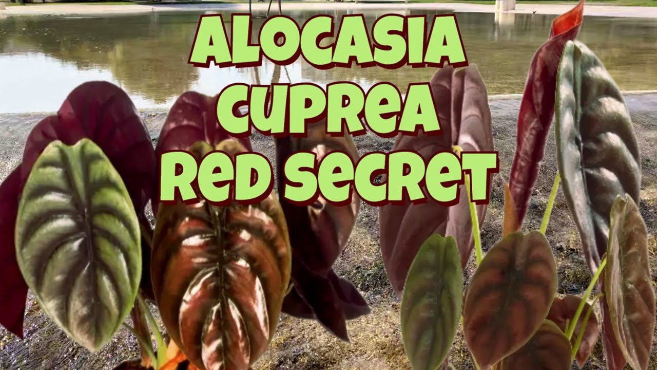 😍🙆ALOCASIA CUPREA RED SECRET Y SUS CUIDADOS