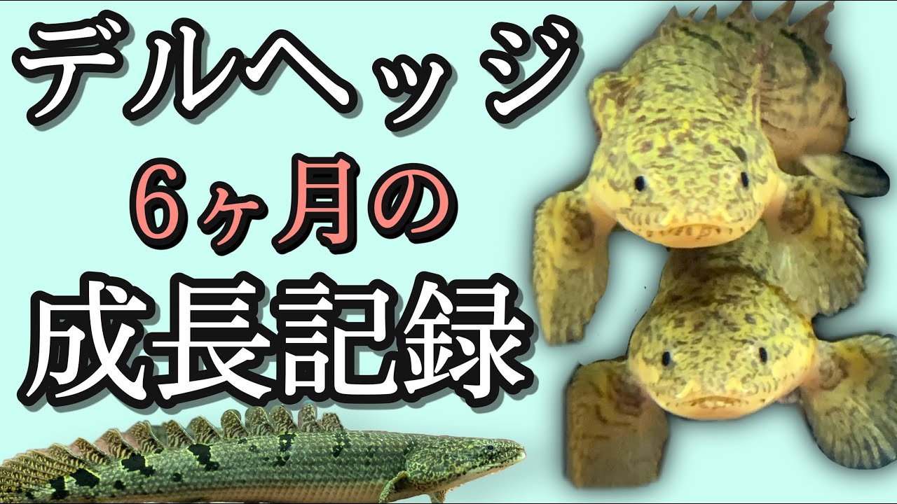これからポリプを飼いたい人　デルヘッジおすすめです