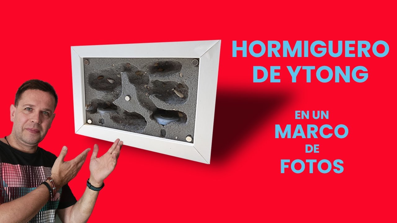 HORMIGUERO DE YTONG EN MARCO DE FOTOS