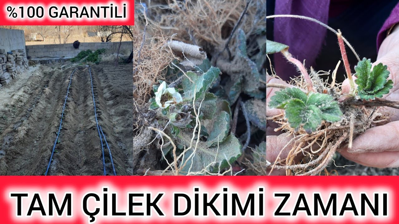 BAŞTAN SONA ÇİLEK YERİ HAZIRLAMA /ÇİLEK NASIL EKİLİR ?