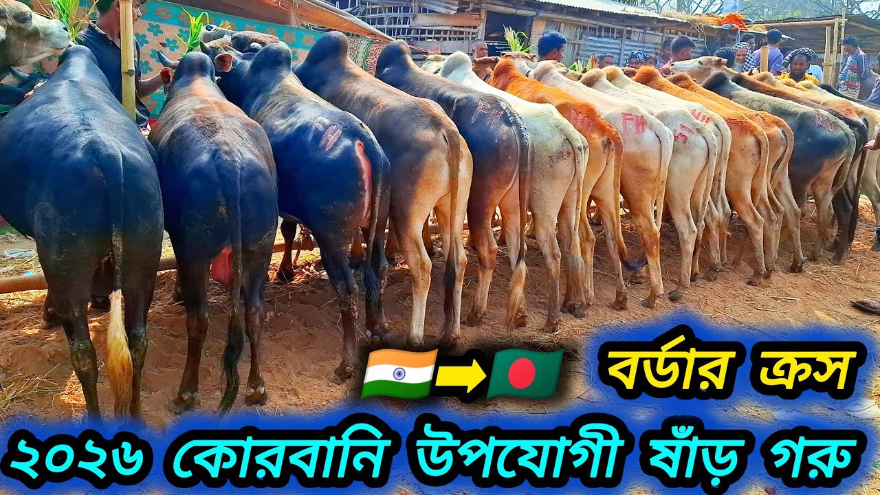 ০৯/০৩/২৬/ 🇮🇳 ইন্ডিয়ান বর্ডার ক্রস ২ দাঁতের ২০২৬ কোরবানি উপযোগী ষাঁড় গরু ৪৮ হাজার টাকা পিচ লট #cow 