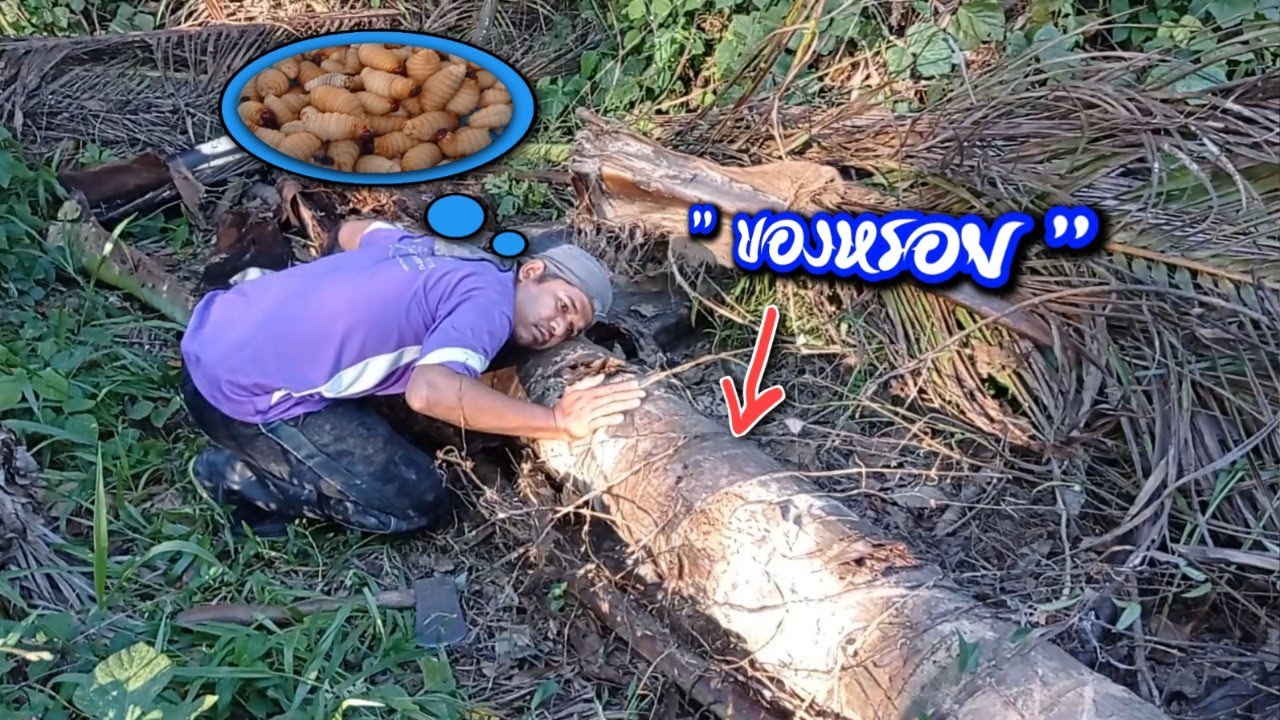 ด้วงมะพร้าวสดๆจากต้น สุดยอดอาหารบ้านๆอร่อย หายาก🦀ปู ตูเช่🐢