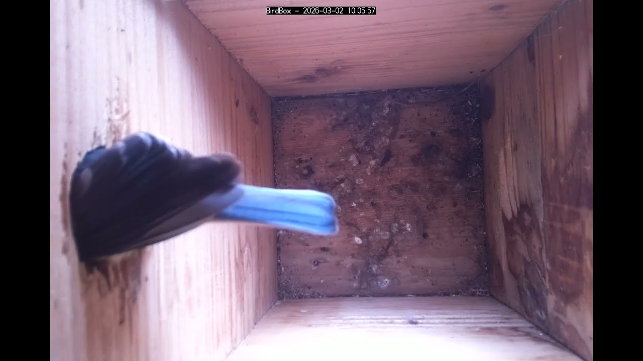 Birdbox - 2026-03-02